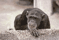 affe06.gif